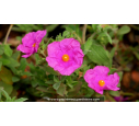 CISTUS x pulverulentus 'Sunset' CISTUS x pulverulentus 'Sunset'