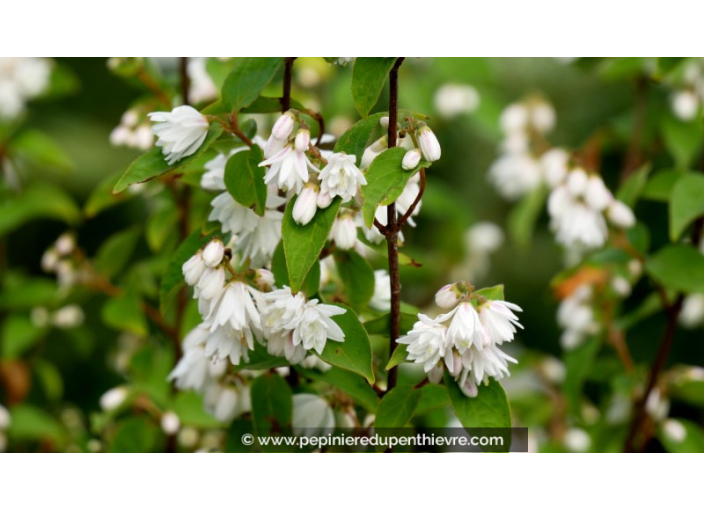 DEUTZIA magnifica DEUTZIA magnifica