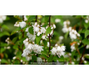 DEUTZIA magnifica DEUTZIA magnifica