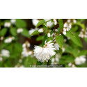 DEUTZIA magnifica