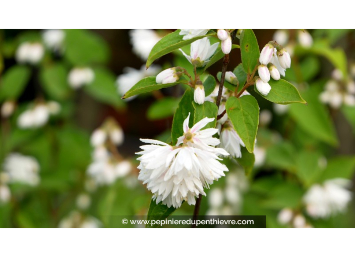 DEUTZIA magnifica