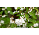 DEUTZIA magnifica DEUTZIA magnifica
