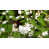 DEUTZIA magnifica