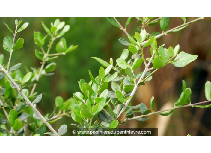 OLEA europea 'Sylvestris'