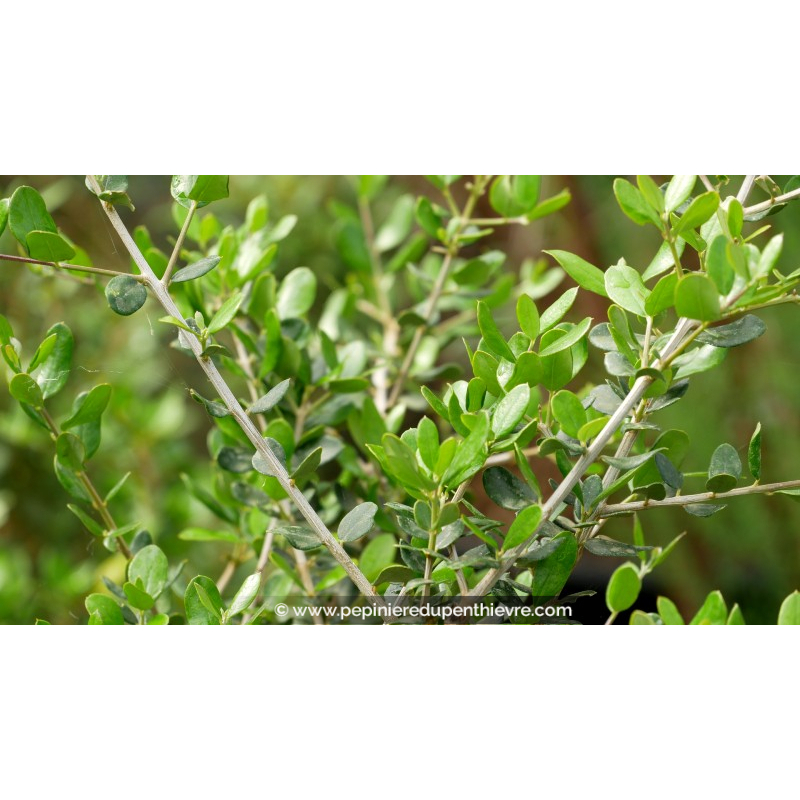 OLEA europea 'Sylvestris'