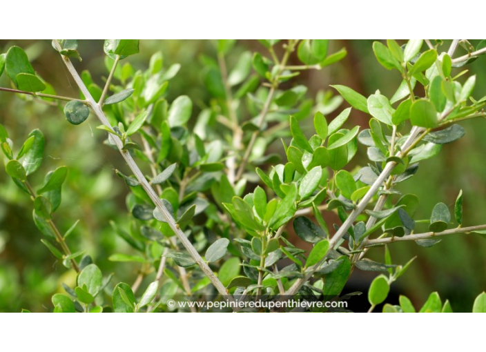 OLEA europea 'Sylvestris'