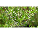 OLEA europea 'Sylvestris'