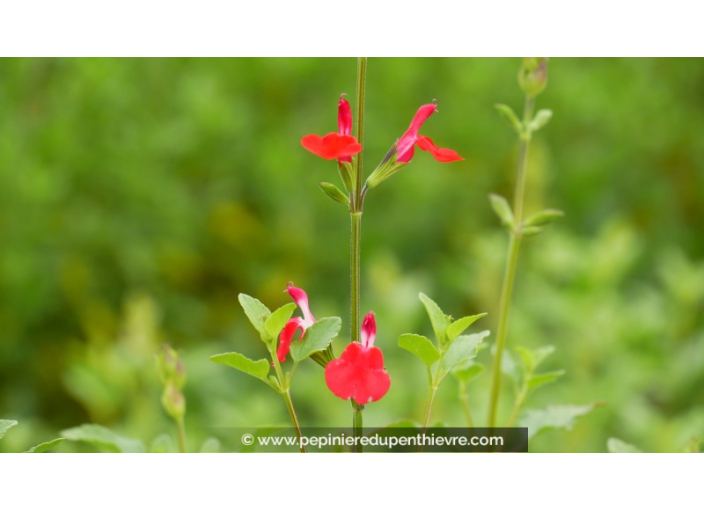 SALVIA microphylla 'Hot Lips' SALVIA microphylla 'Hot Lips'