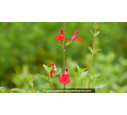 SALVIA microphylla 'Hot Lips' SALVIA microphylla 'Hot Lips'