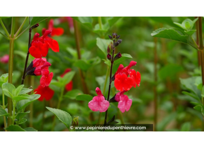 SALVIA microphylla 'Royal Bumble' SALVIA microphylla 'Royal Bumble'