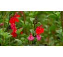 SALVIA microphylla 'Royal Bumble' SALVIA microphylla 'Royal Bumble'