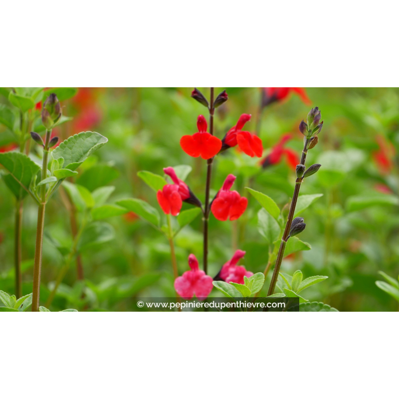 SALVIA microphylla 'Royal Bumble'