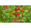 SALVIA microphylla 'Royal Bumble' SALVIA microphylla 'Royal Bumble'