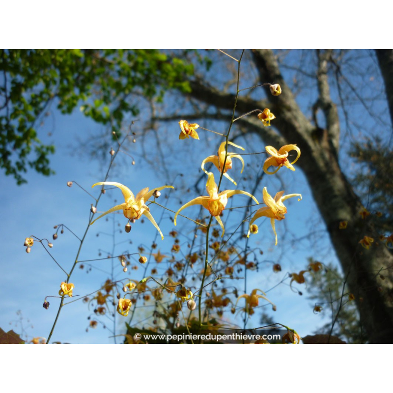 EPIMEDIUM 'Amber Queen'