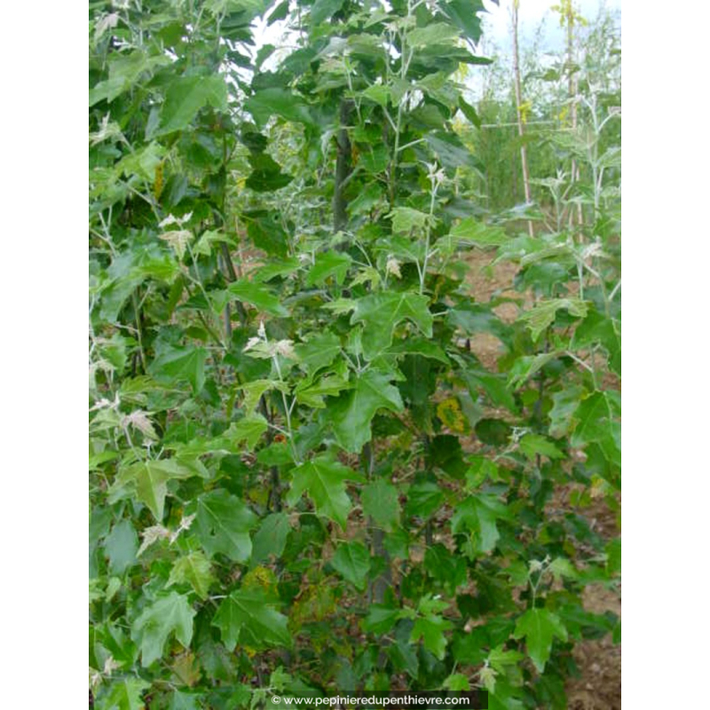 CARPINUS betulus 'Frans Fontaine'