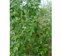 CARPINUS betulus 'Frans Fontaine' CARPINUS betulus 'Frans Fontaine'