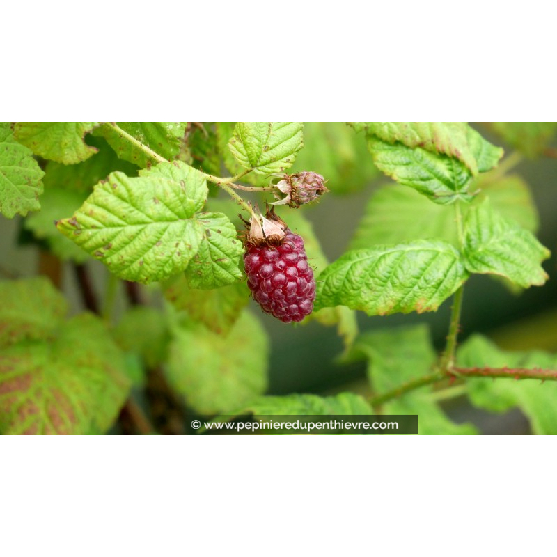 MÛRIER-FRAMBOISIER 'Tayberry'