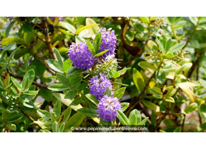 HEBE franciscana 'Blue Gem'