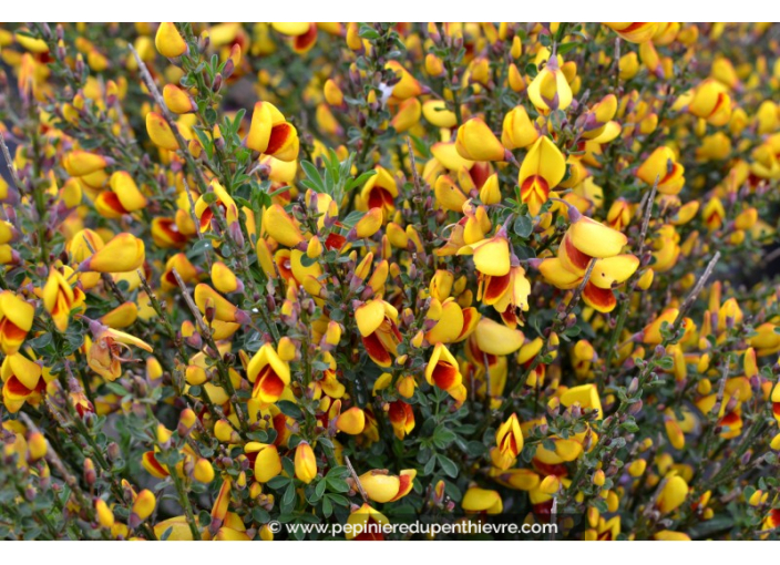 CYTISUS scoparius 'Andreanus'