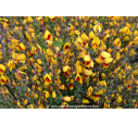 CYTISUS scoparius 'Andreanus'