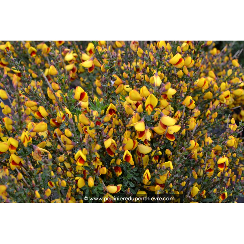 CYTISUS scoparius 'Andreanus'