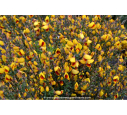 CYTISUS scoparius 'Andreanus'