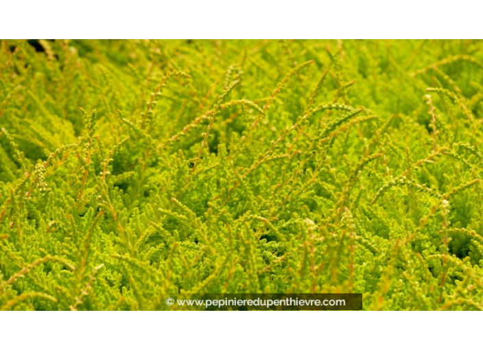 CALLUNA vulgaris 'Winter Chocolate'