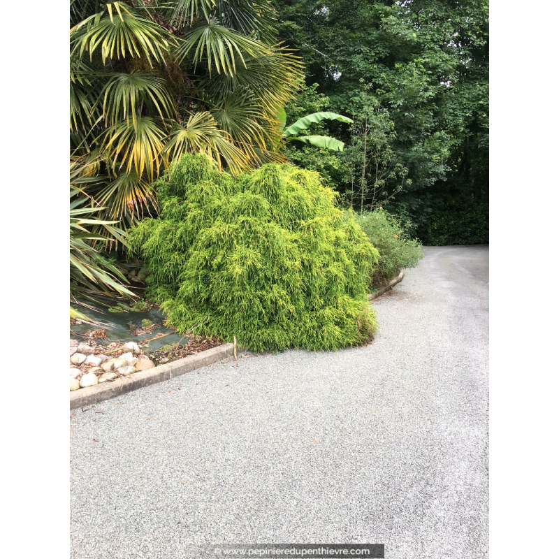 CHAMAECYPARIS pisifera 'Sungold'