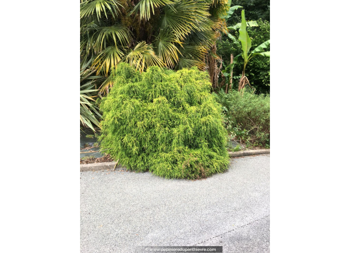 CHAMAECYPARIS pisifera 'Sungold' CHAMAECYPARIS pisifera 'Sungold'