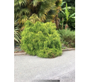 CHAMAECYPARIS pisifera 'Sungold' CHAMAECYPARIS pisifera 'Sungold'
