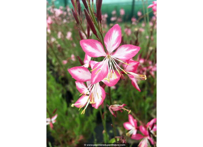 GAURA lindheimeri 'Rosy Jane' GAURA lindheimeri 'Rosy Jane'