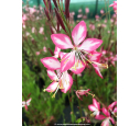 GAURA lindheimeri 'Rosy Jane' GAURA lindheimeri 'Rosy Jane'