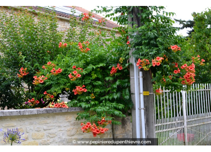 CAMPSIS x tagliabuana 'Mme Galen'
