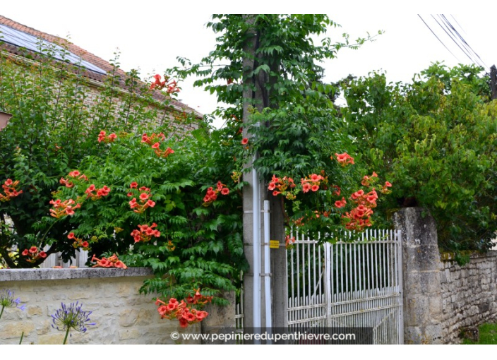 CAMPSIS x tagliabuana 'Mme Galen'