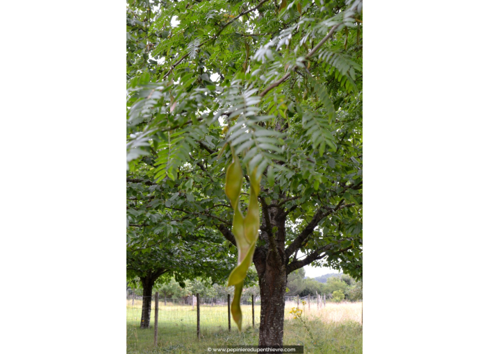 GLEDITSIA triacanthos