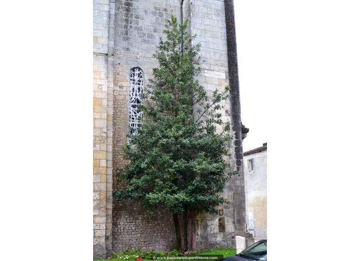 ILEX x koehneana 'Castaneifolia' ILEX x koehneana 'Castaneifolia'