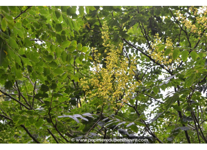 KOELREUTERIA paniculata KOELREUTERIA paniculata