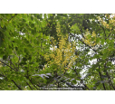 KOELREUTERIA paniculata KOELREUTERIA paniculata
