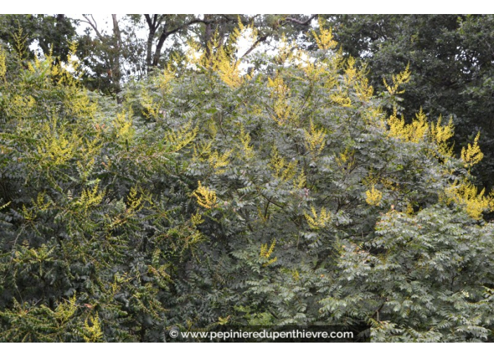 KOELREUTERIA paniculata KOELREUTERIA paniculata