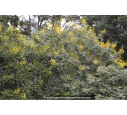 KOELREUTERIA paniculata KOELREUTERIA paniculata