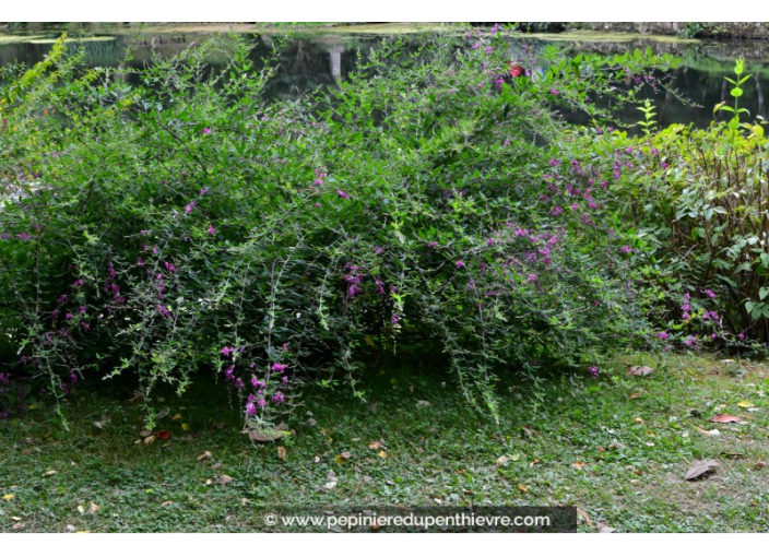 LESPEDEZA thunbergii