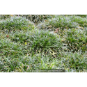 OPHIOPOGON japonicus \'Minor\'