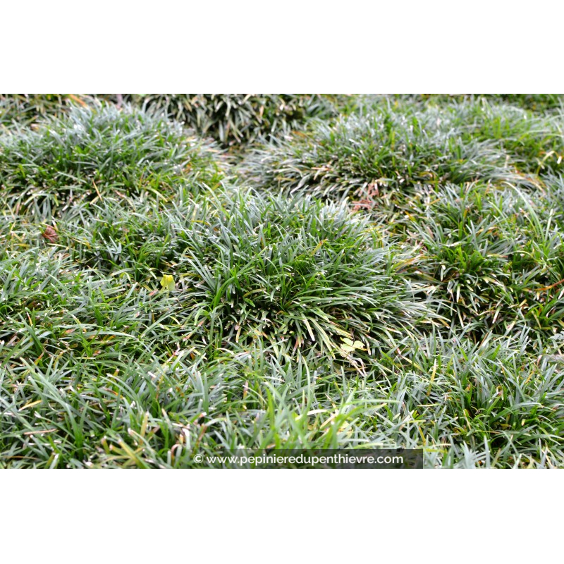 OPHIOPOGON japonicus 'Minor'