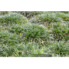 OPHIOPOGON japonicus \'Minor\'