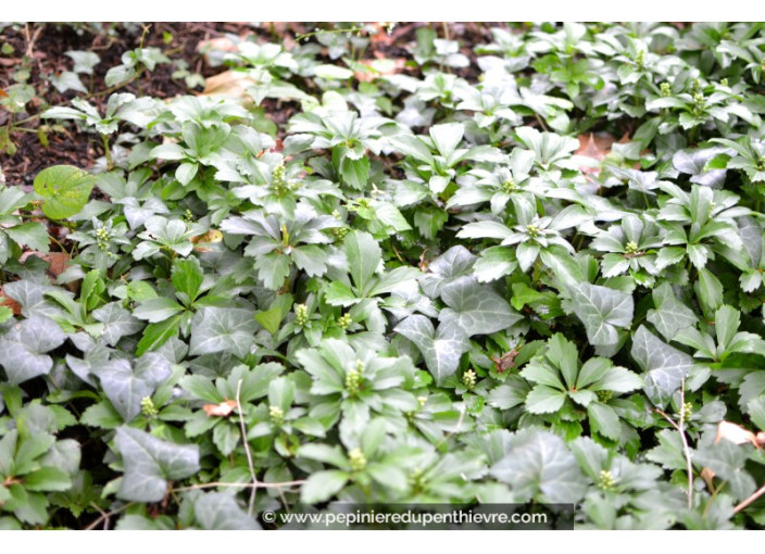 PACHYSANDRA terminalis