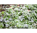 PACHYSANDRA terminalis