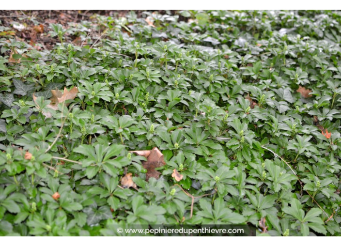 PACHYSANDRA terminalis