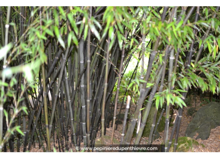 PHYLLOSTACHYS nigra PHYLLOSTACHYS nigra
