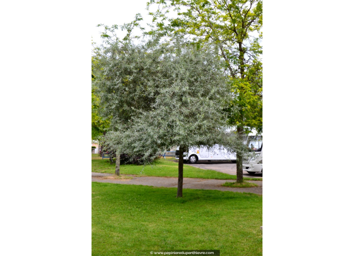 PYRUS salicifolia 'Pendula'