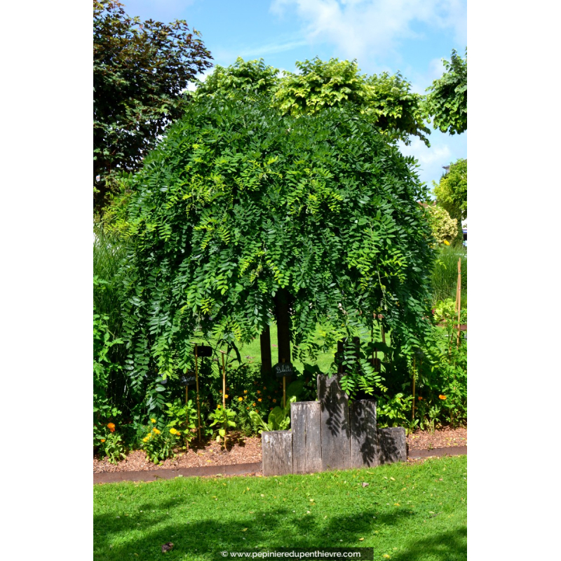 SOPHORA japonica 'Pendula'